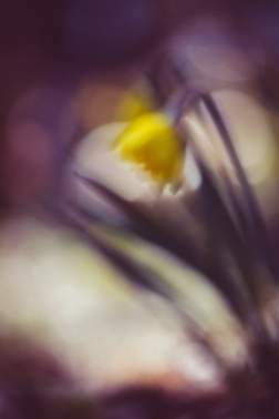 F5001 Aiki Linette Dyring Daffodil 01